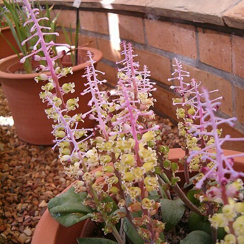 Lachenalia elegans unspecified picture