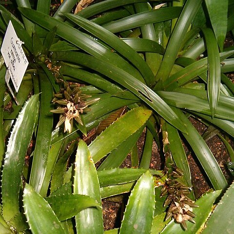 Guzmania remyi unspecified picture