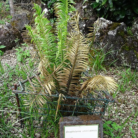 Encephalartos umbeluziensis unspecified picture