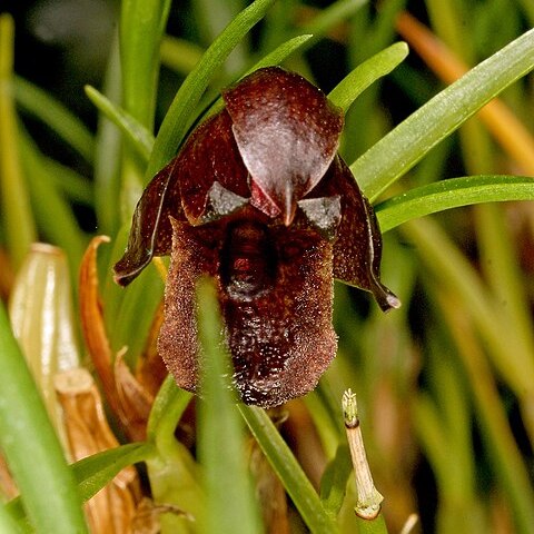 Maxillaria paranaensis unspecified picture