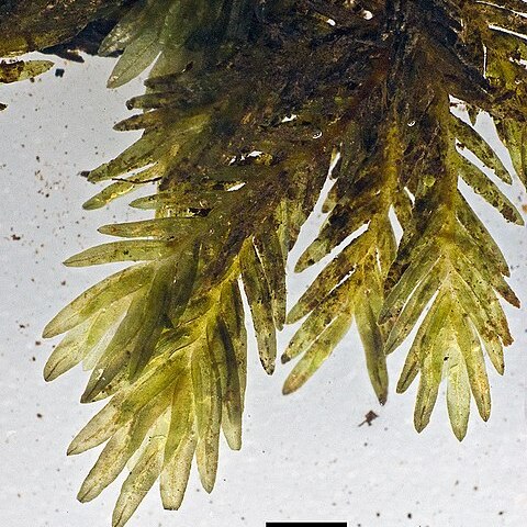 Fissidens integerrimus unspecified picture