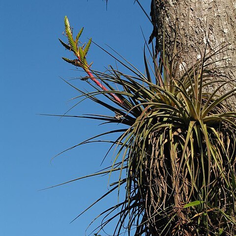 Tillandsia rodrigueziana unspecified picture