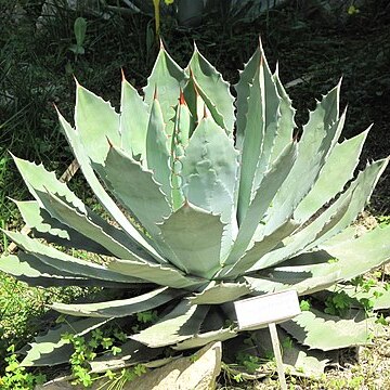 Agave guadalajarana unspecified picture