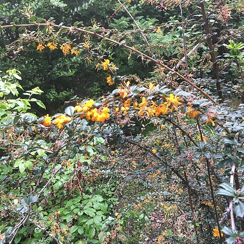 Berberis unspecified picture