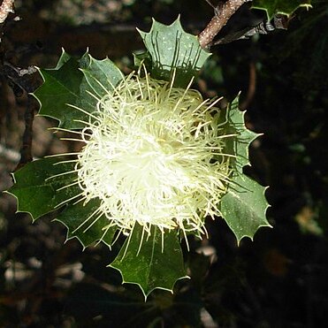 Banksia sessilis var. cygnorum unspecified picture