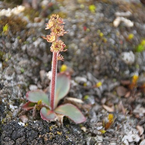 Micranthes hieraciifolia unspecified picture