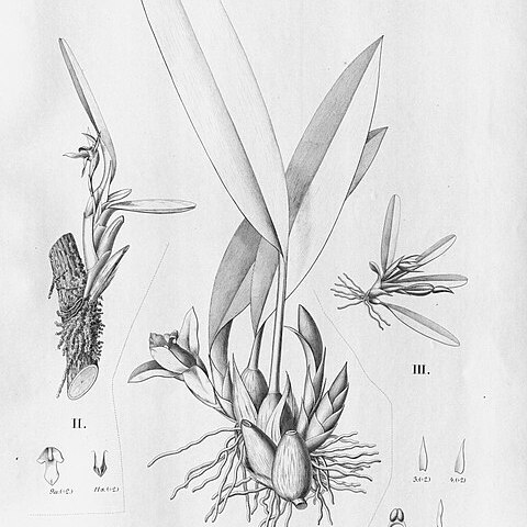 Maxillaria pterocarpa unspecified picture