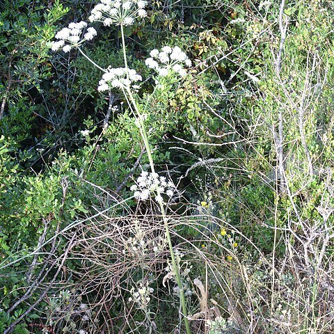 Magydaris panacifolia unspecified picture