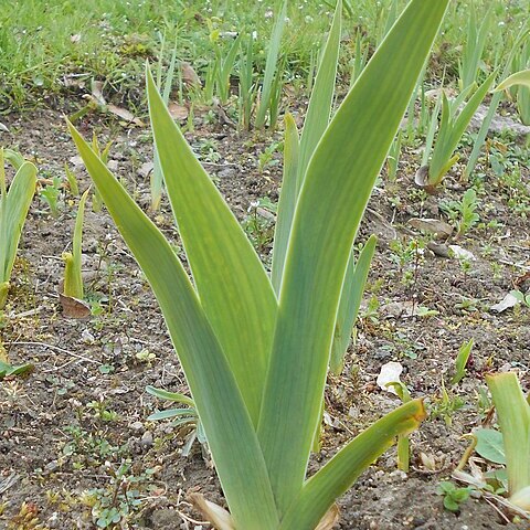 Iris sintenisii subsp. brandzae unspecified picture