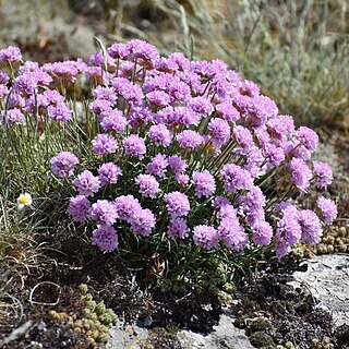 Armeria malinvaudii unspecified picture