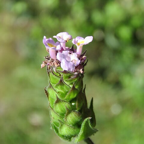 Lantana indica unspecified picture