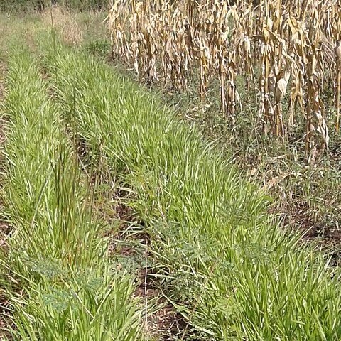 Brachiaria brizantha unspecified picture