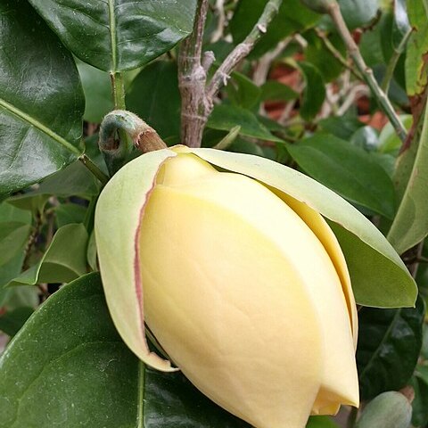 Magnolia liliifera unspecified picture