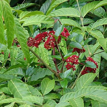 Leea philippinensis unspecified picture