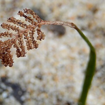 Schizaea rupestris unspecified picture