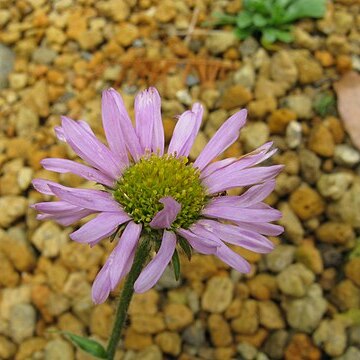 Erigeron thunbergii unspecified picture