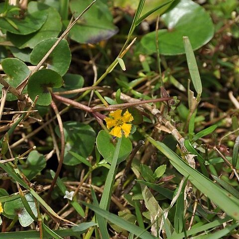 Nymphoides aurantiaca unspecified picture