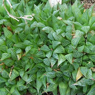 Haworthia mirabilis var. triebneriana unspecified picture