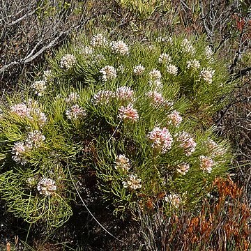 Serruria adscendens unspecified picture