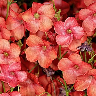 Hermannia grandiflora unspecified picture