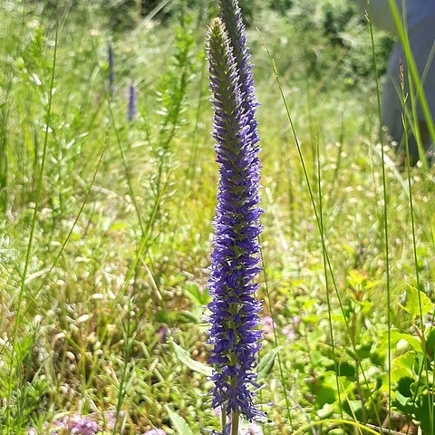 Veronica porphyriana unspecified picture