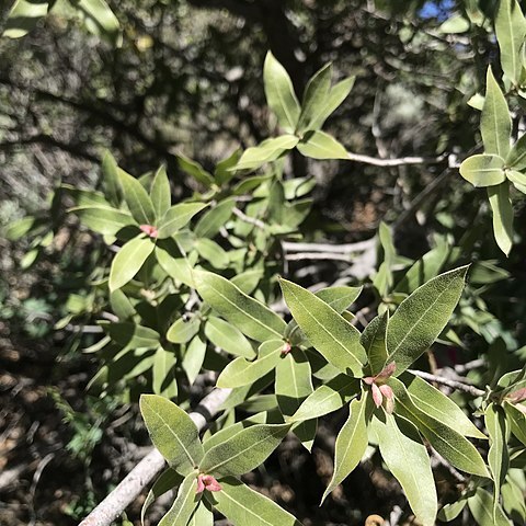 Quercus peninsularis unspecified picture