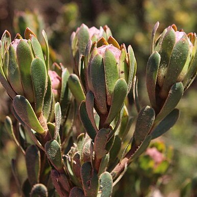 Leucadendron stelligerum unspecified picture