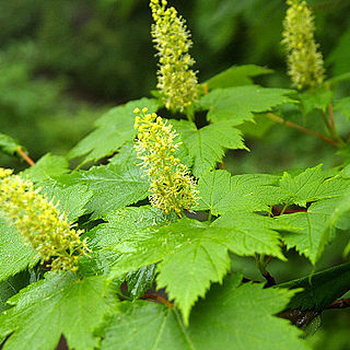 Acer caudatum unspecified picture