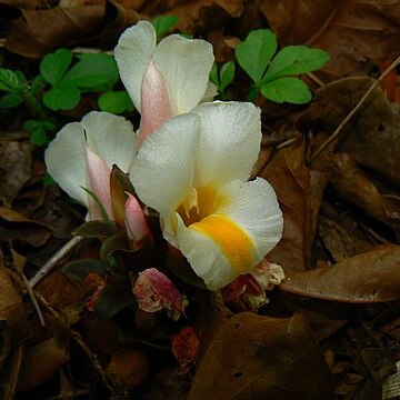 Curcuma karnatakensis unspecified picture