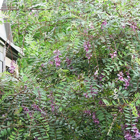 Indigofera pendula unspecified picture