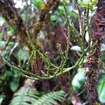 Korthalsella cylindrica unspecified picture