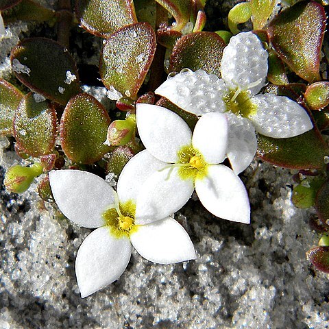 Houstonia procumbens unspecified picture