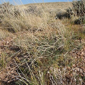 Astragalus gracilis unspecified picture