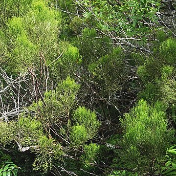 Exocarpos gaudichaudii unspecified picture