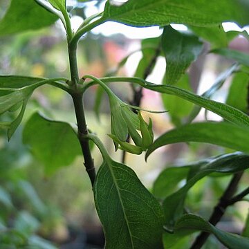 Kadua acuminata unspecified picture