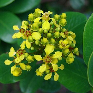 Verrucularina glaucophylla unspecified picture