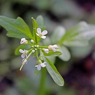 Cardamine angulata unspecified picture