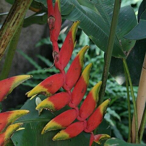 Heliconia pendula unspecified picture