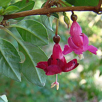 Fuchsia encliandra unspecified picture