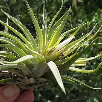 Tillandsia plagiotropica unspecified picture