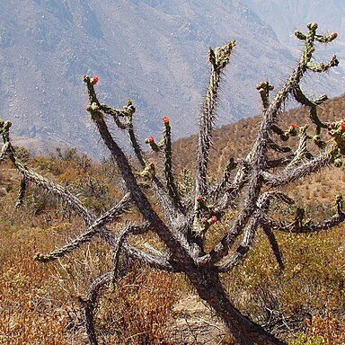 Austrocylindropuntia exaltata unspecified picture