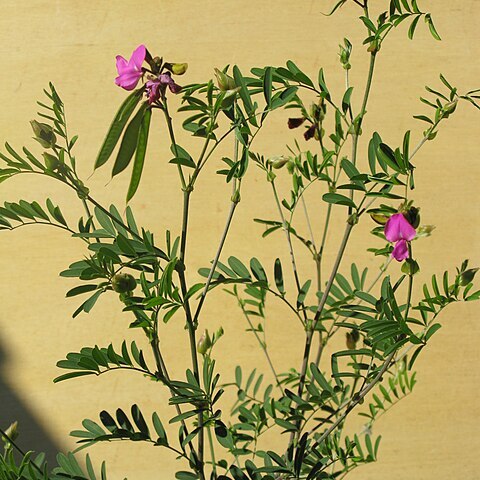 Tephrosia grandiflora (l'hér.) unspecified picture