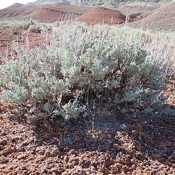 Artemisia tridentata subsp. wyomingensis unspecified picture