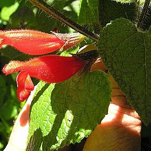 Salvia disjuncta unspecified picture