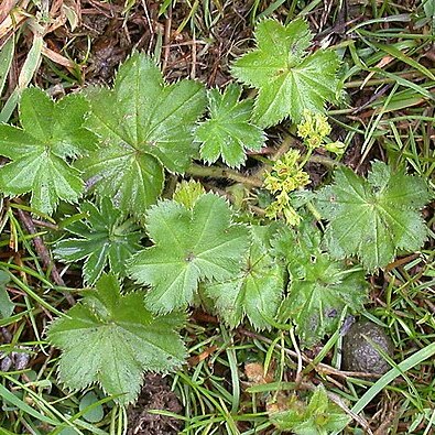 Alchemilla micans unspecified picture