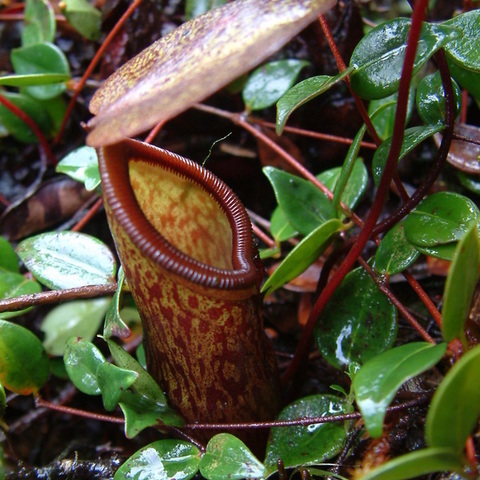 Nepenthes lamii unspecified picture