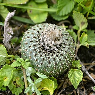 Frailea phaeodisca unspecified picture