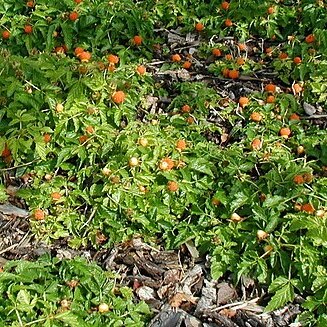 Rubus xanthocarpus unspecified picture