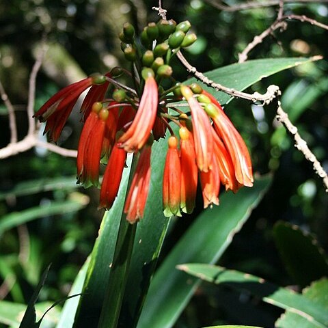 Clivia caulescens unspecified picture