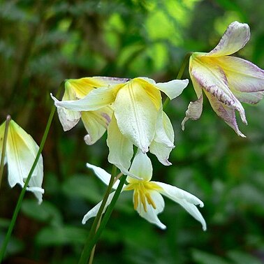 Erythronium helenae unspecified picture